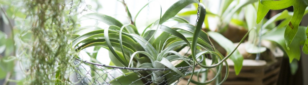 チランジアの画像