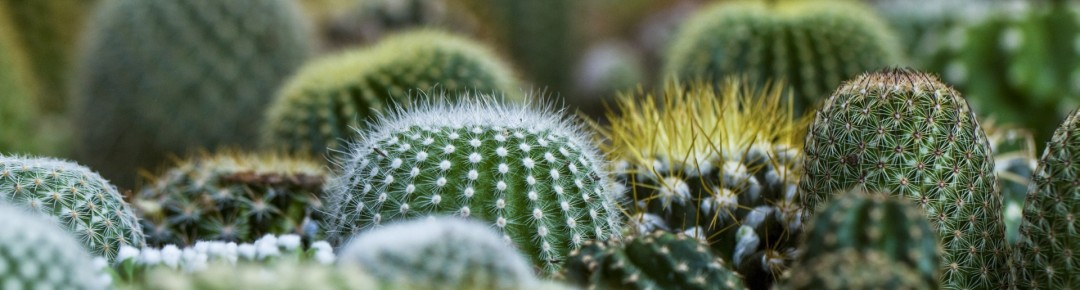 サボテンの画像