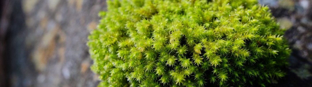 シダ・コケの画像