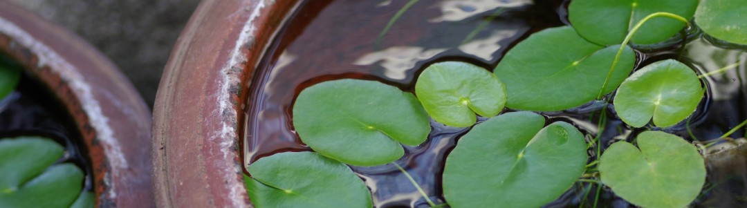 水生植物の画像