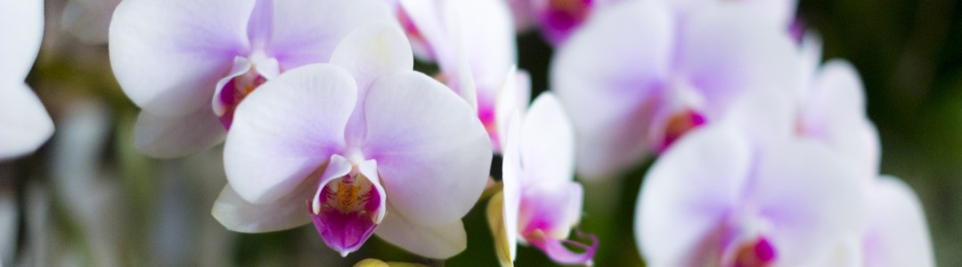 ランのイメージ