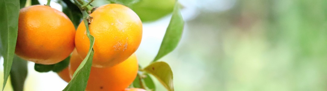 柑橘類の画像