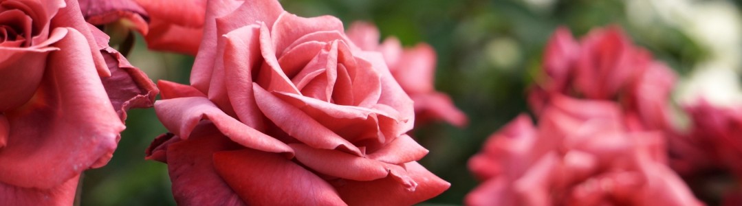 バラのイメージ