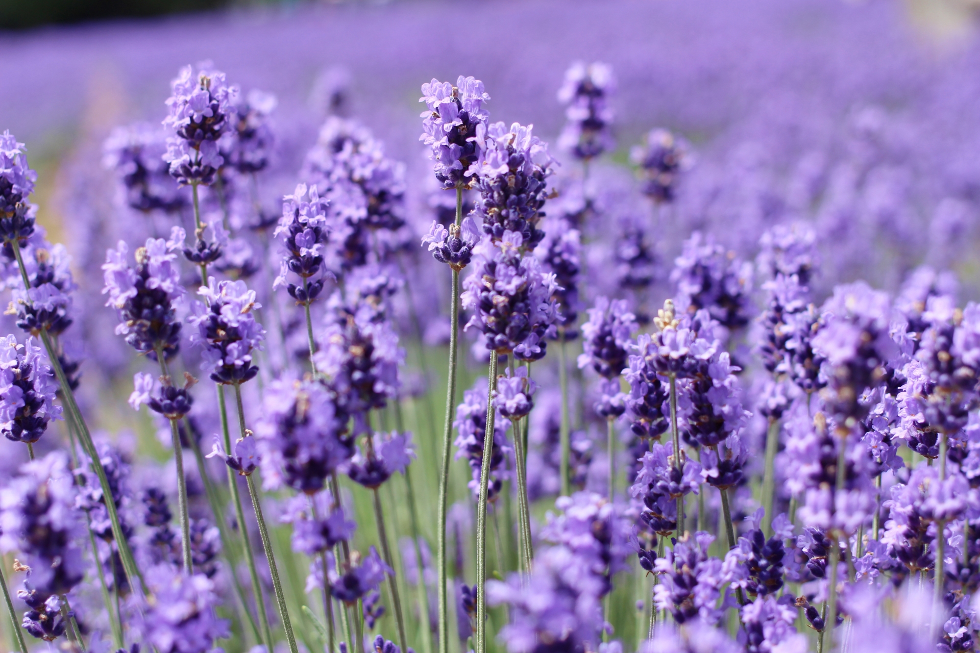 ラベンダーの画像