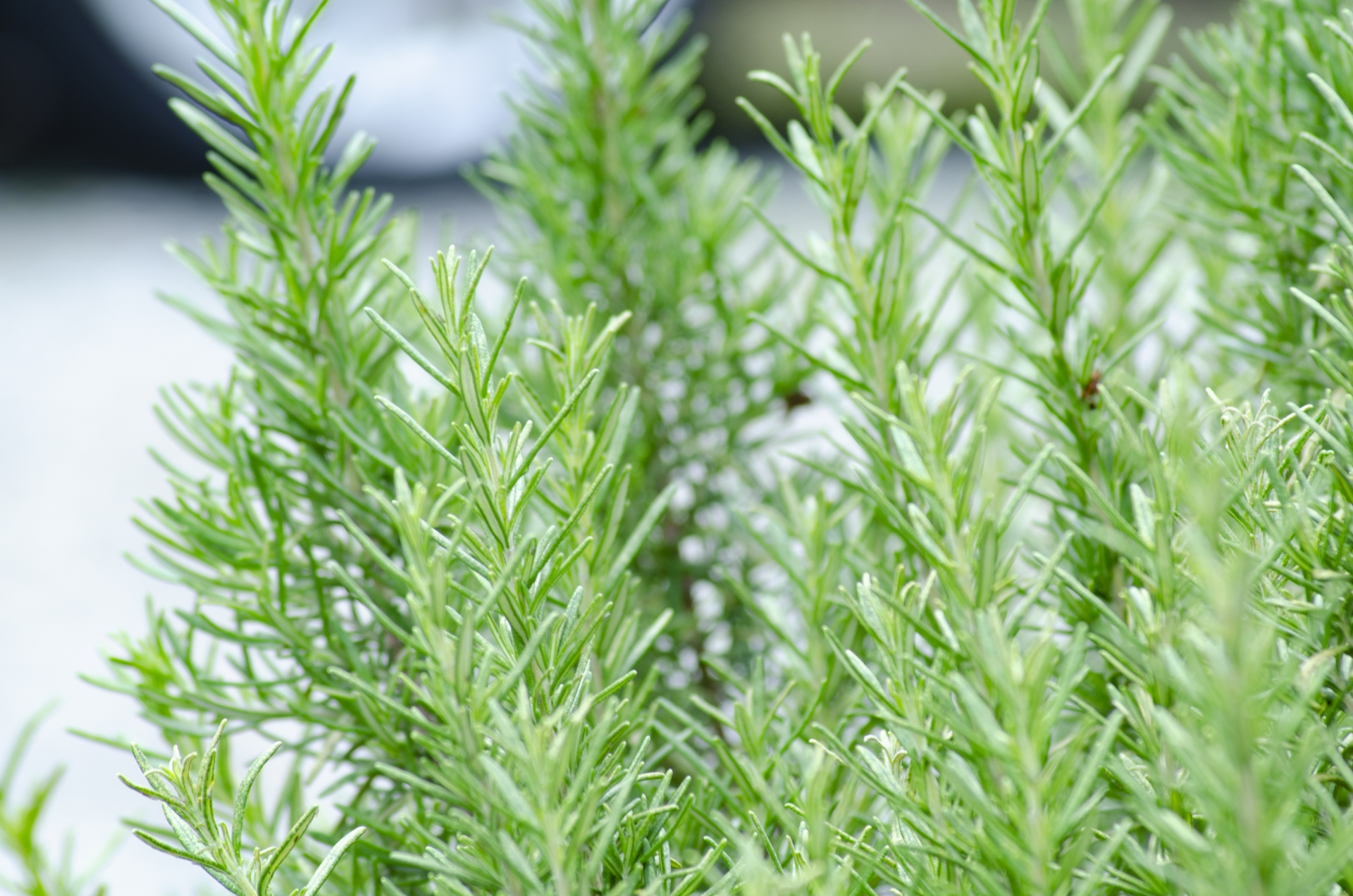 ローズマリーの画像