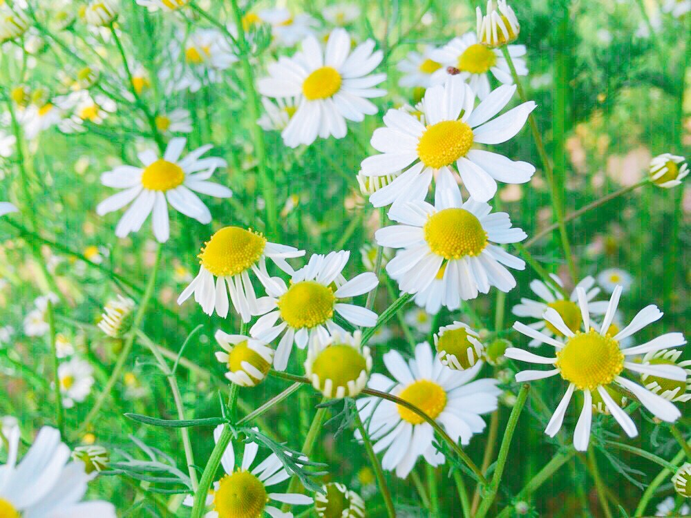 カモミールの画像