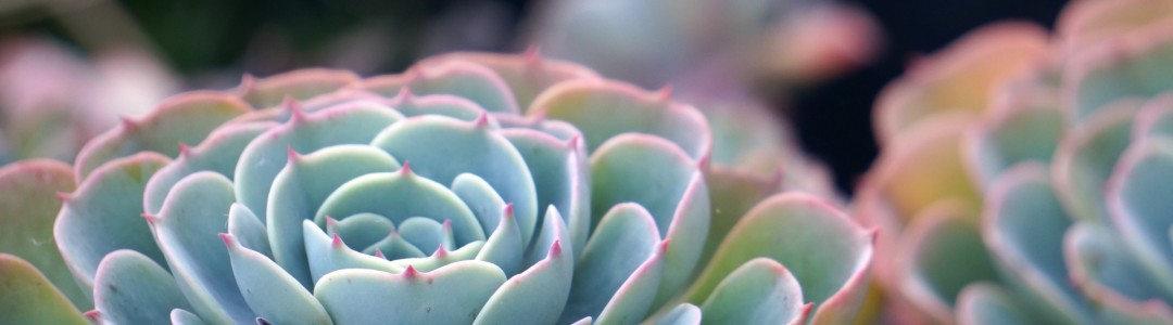 エケベリアの画像