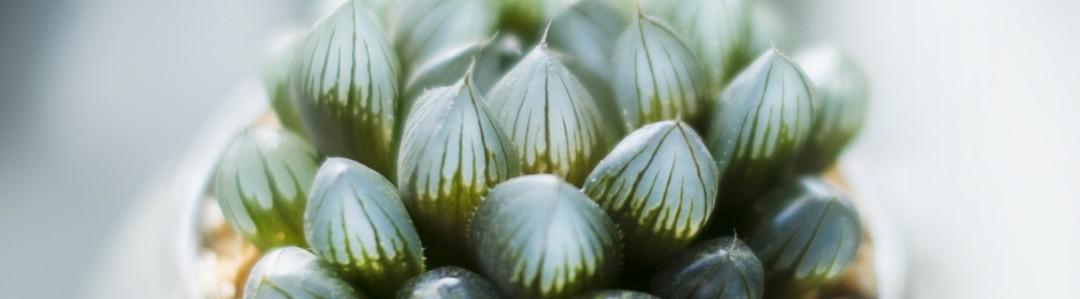 ハオルチアの画像