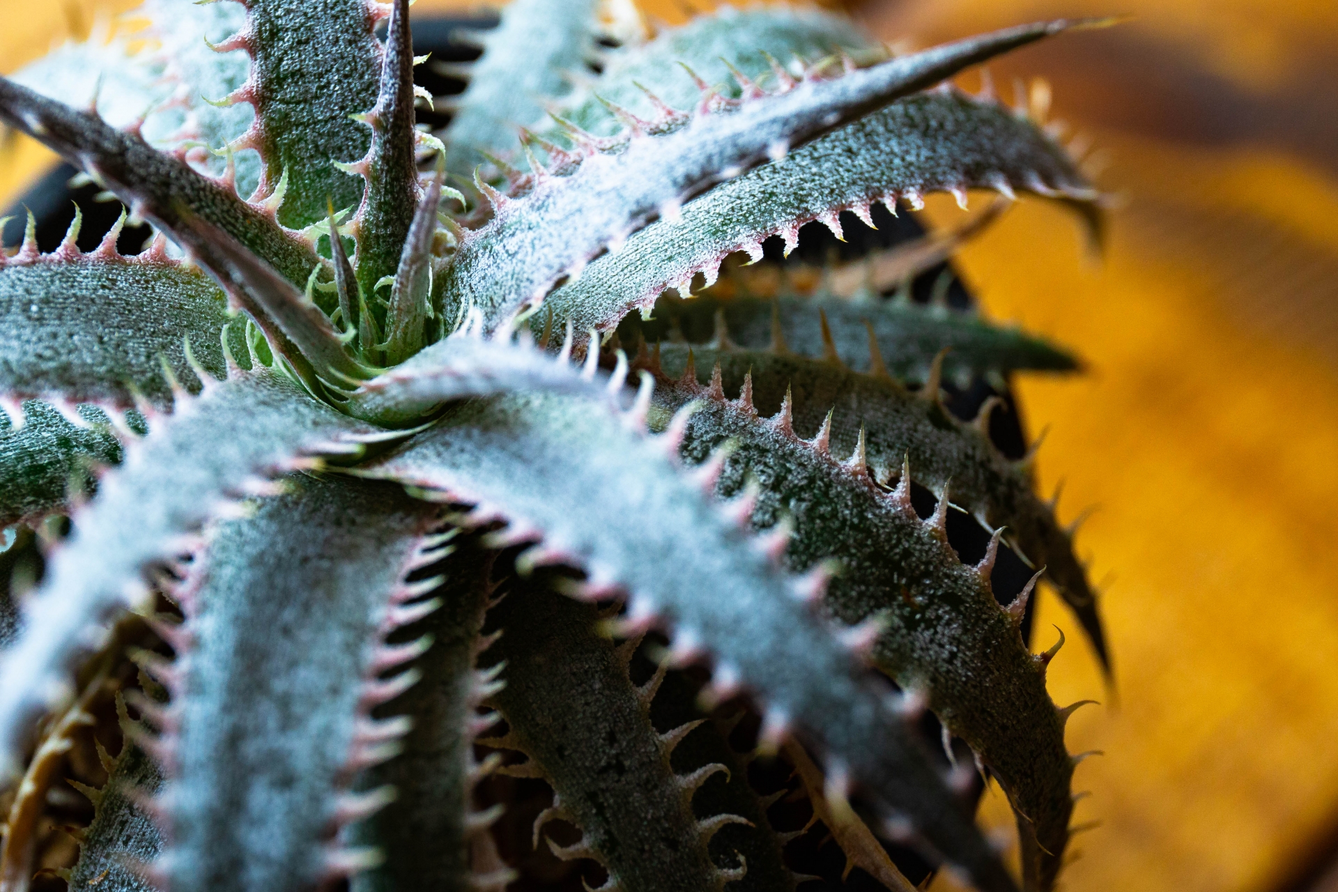 塊根植物の画像