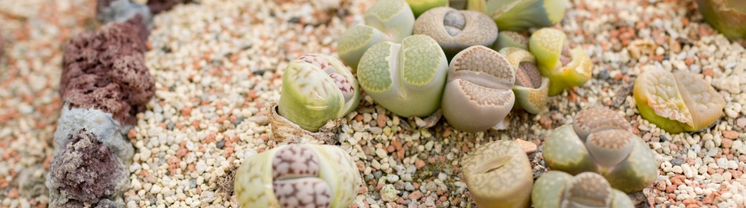 リトープスの画像