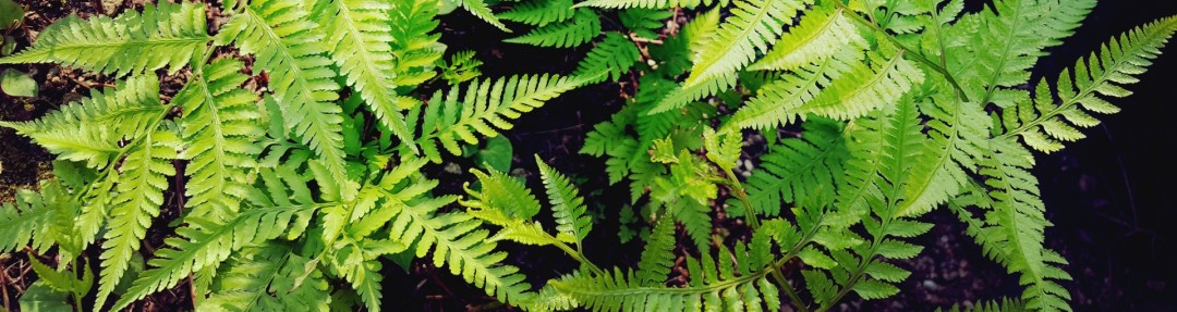 シダのイメージ