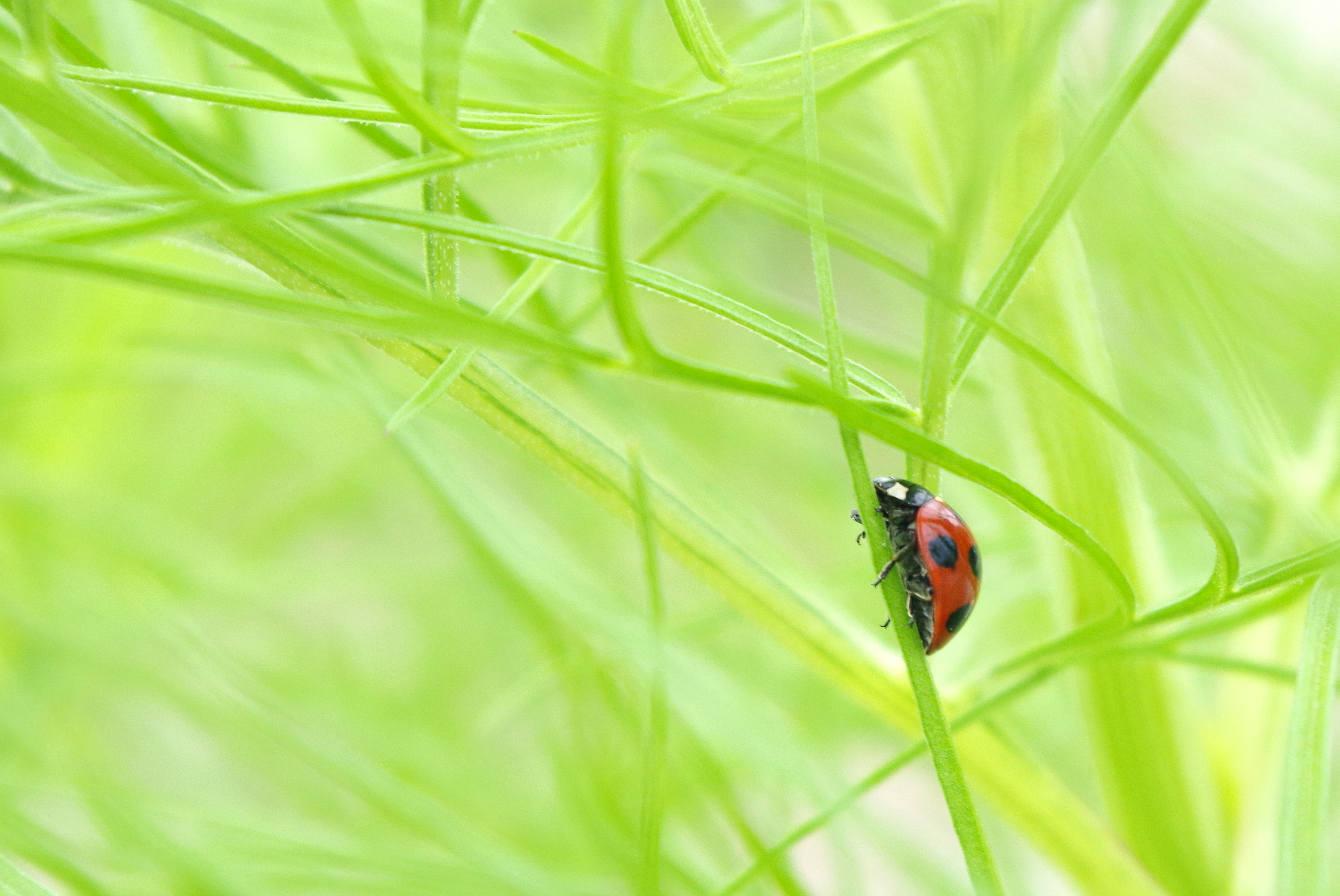 虫（害虫）のイメージ