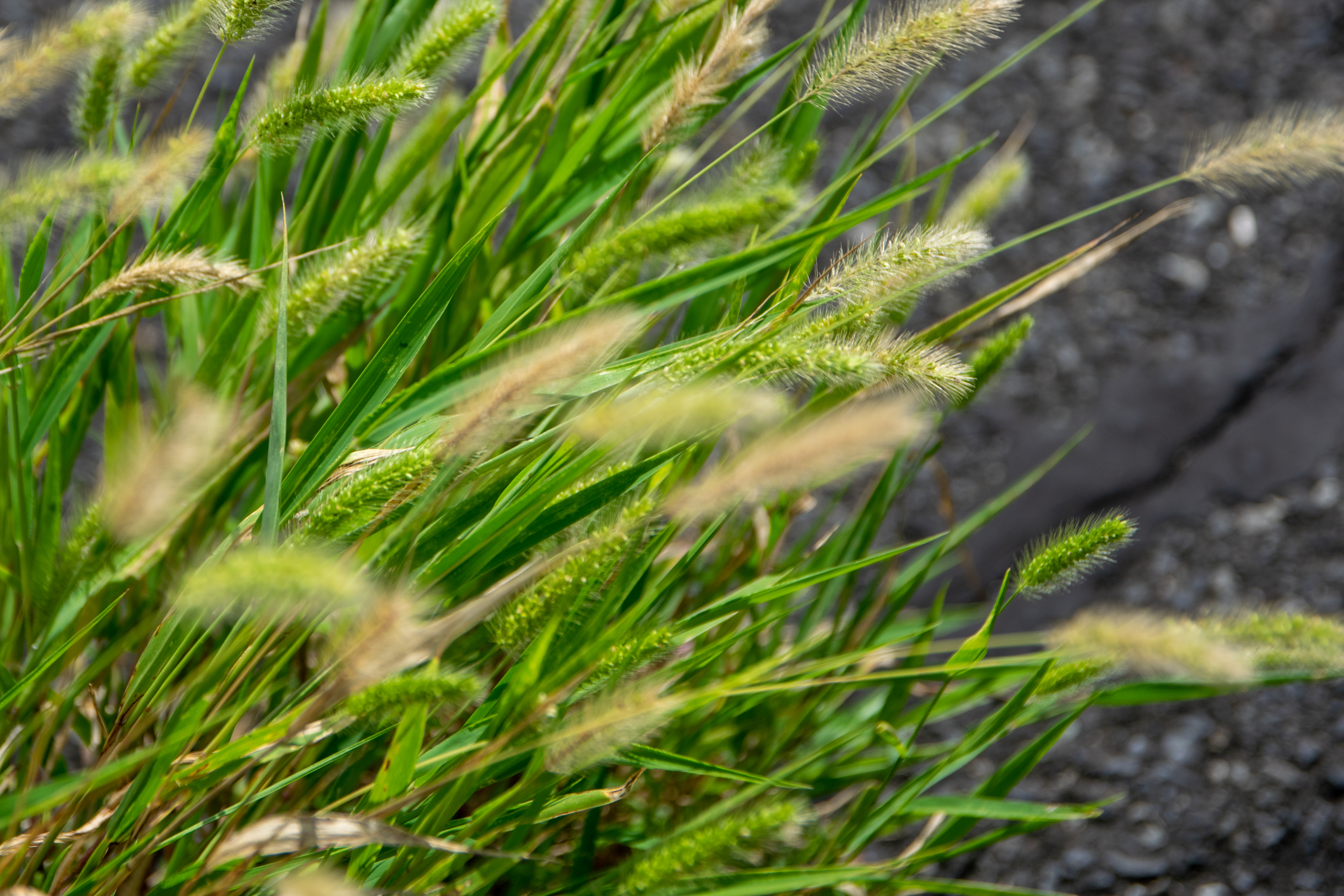 雑草のイメージ