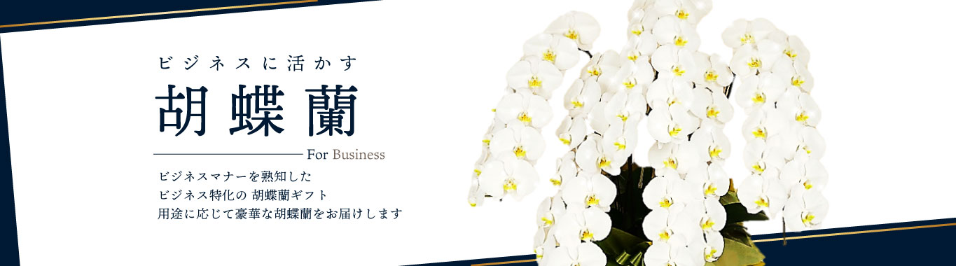 胡蝶蘭専門店ベストフラワー
