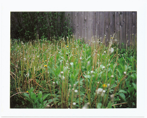 庭の雑草対策!予防から駆除まで雑草を生えなくする方法を紹介のイメージ