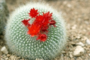 花が咲きやすいサボテンの品種は？それぞれの特徴や育て方のコツを紹介！