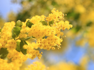 アカシアとは？その種類や花言葉・開花時期を紹介！ミモザとの違いは？