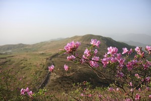 アカヤシオとは？樹木としての特徴や仲間を紹介！開花時期や名所は？