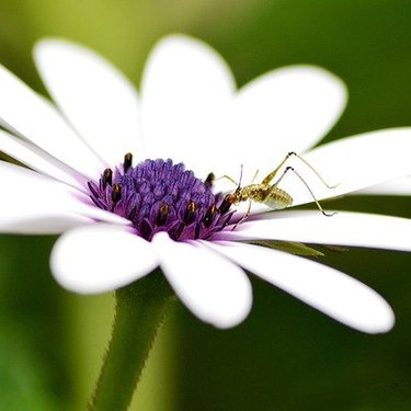 アブラムシの退治・予防対策！花や野菜から駆除するための方法を紹介！