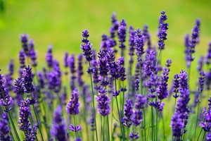 ラベンダーの咲く季節は？北海道など地域別の開花・見頃の時期を紹介！