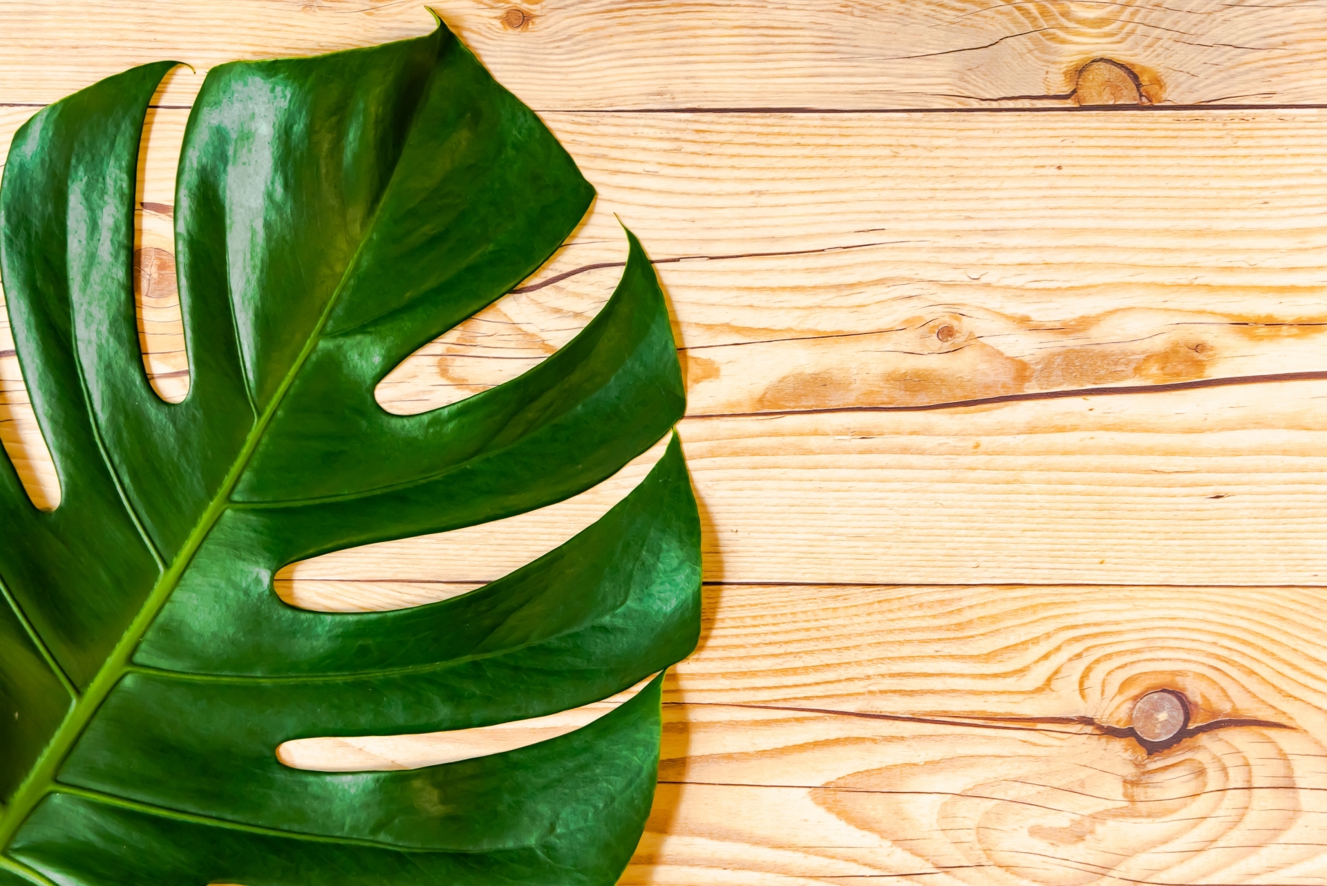 モンステラの支柱の立て方!伸びすぎて倒れるのを防ぐためのコツとは?のイメージ