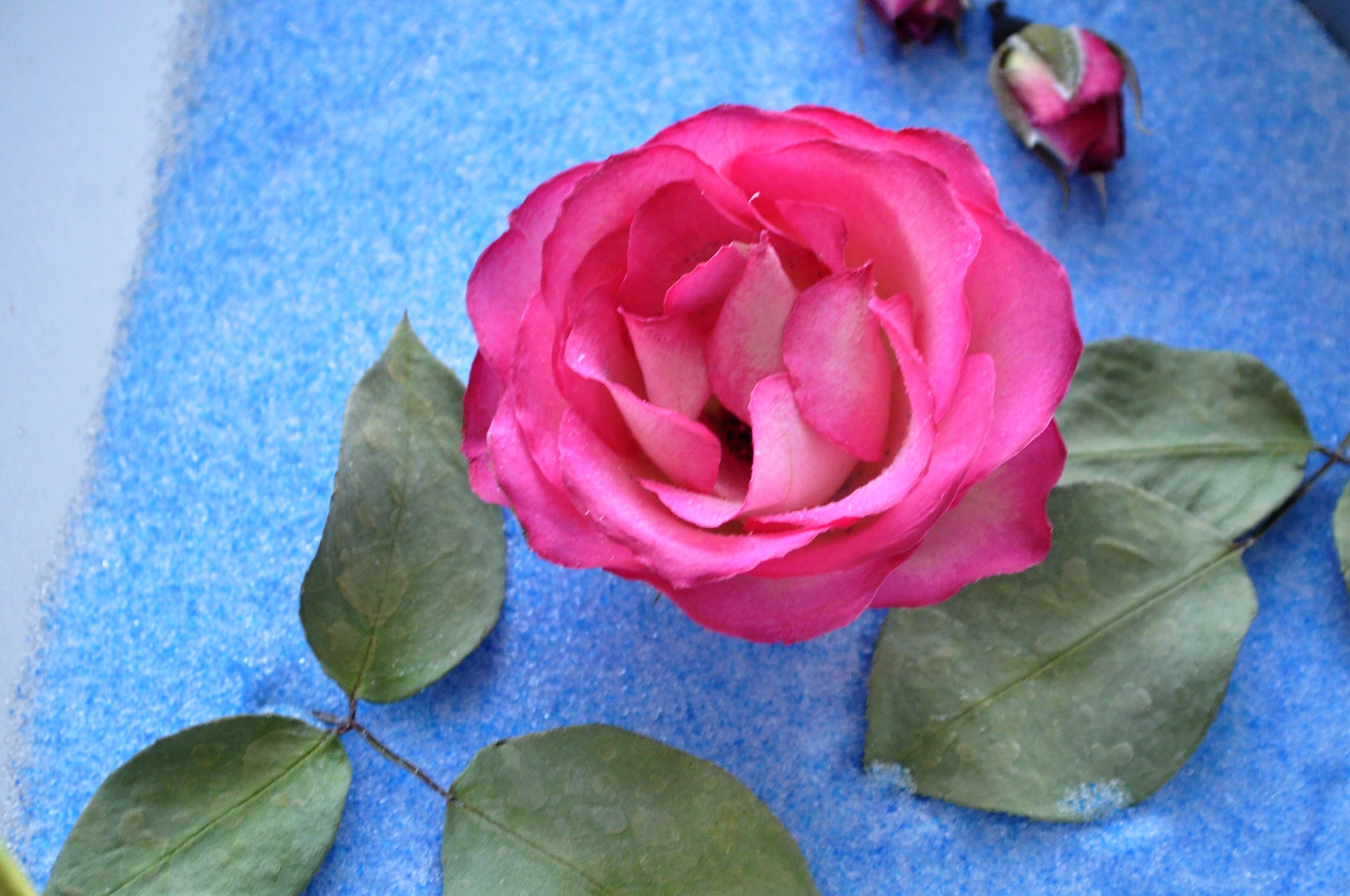 シリカゲルでドライフラワーを作ろう!失敗が少ないやり方を写真で解説!のイメージ