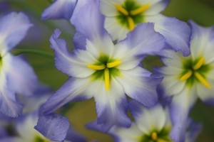リューココリネを育てて切り花に！初心者でも失敗しない栽培のコツを紹介！