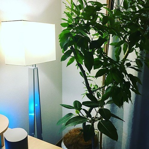 アマゾンオリーブの育て方!初心者向けに室内での手入れのイロハを解説!のイメージ