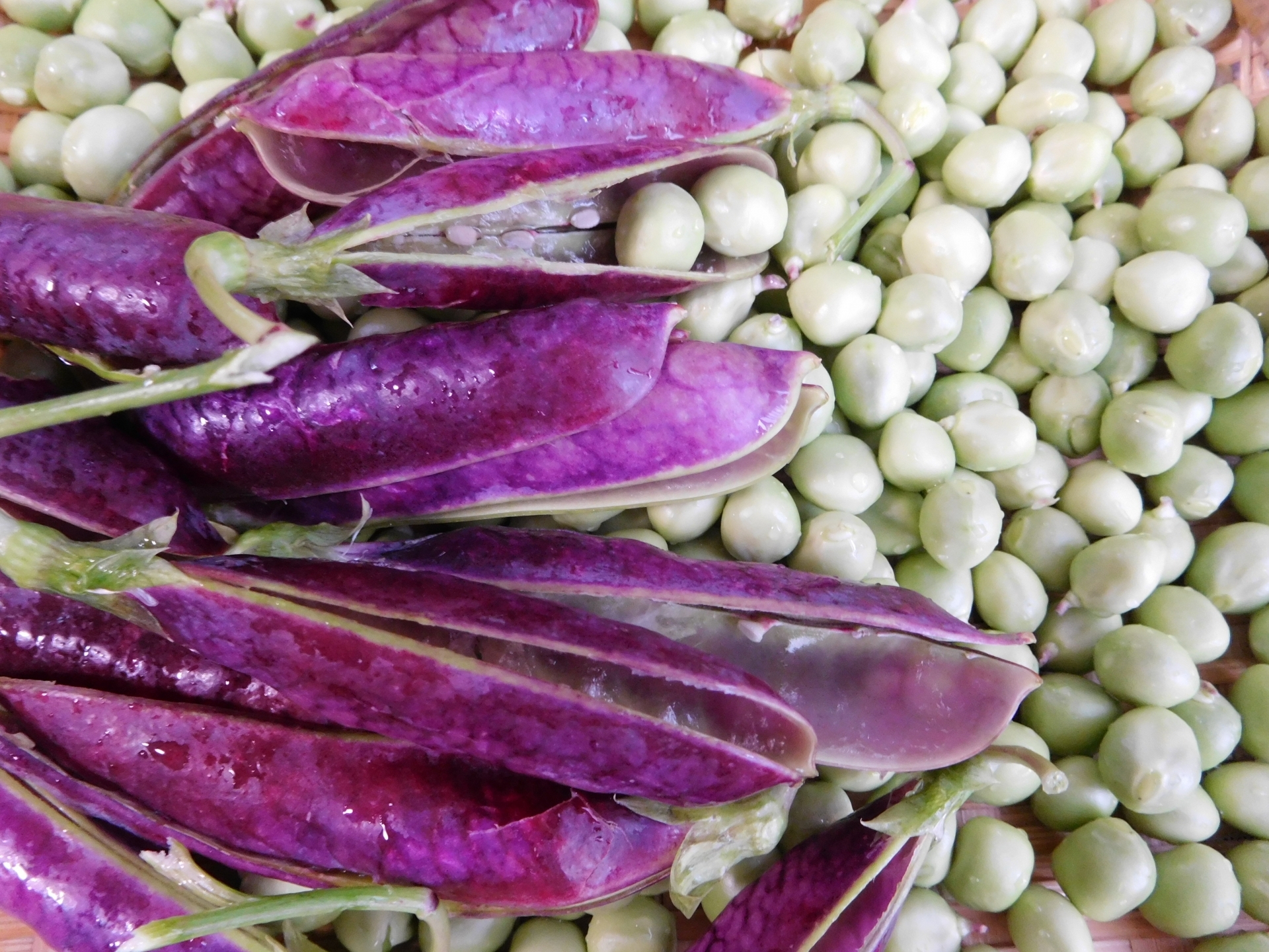 ツタンカーメン豆とは？紫のエンドウ豆の栽培方法や調理方法をご紹介！のイメージ