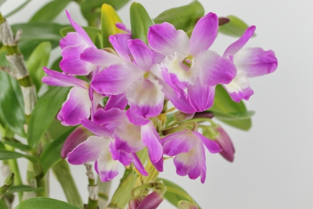 デンドロビュームの育て方！植付けから花が終わった後の管理まで徹底紹介！のイメージ