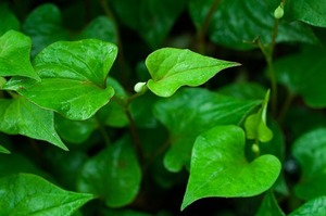 どくだみ茶の美味しい作り方！煮出し方（煎じ方）について詳しく紹介！