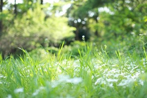 除草剤を使わずに庭の雑草を生えなくする方法9選！効果的な方法はどれ？