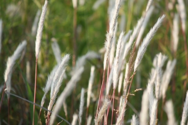 チガヤとは？その生態と駆除方法を紹介！難防除雑草に有効な除草剤は？のイメージ