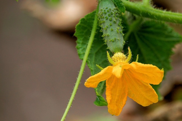 キュウリの花とは?雄花と雌花の見分け方や、花を使ったレシピまで紹介!