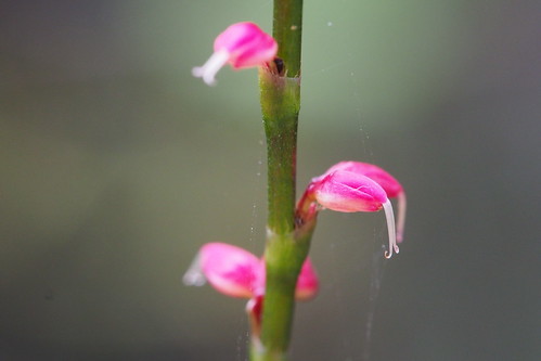 水引（ミズヒキ）とは？植物としての特徴や種類を紹介！花言葉は？