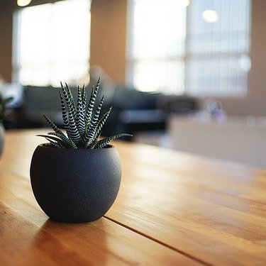 部屋に飾りたい観葉植物おすすめ15選！小さめでおしゃれな植物を厳選紹介
