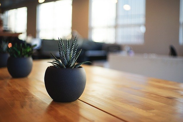 部屋に飾りたい観葉植物おすすめ15選!小さめでおしゃれな植物を厳選紹介
