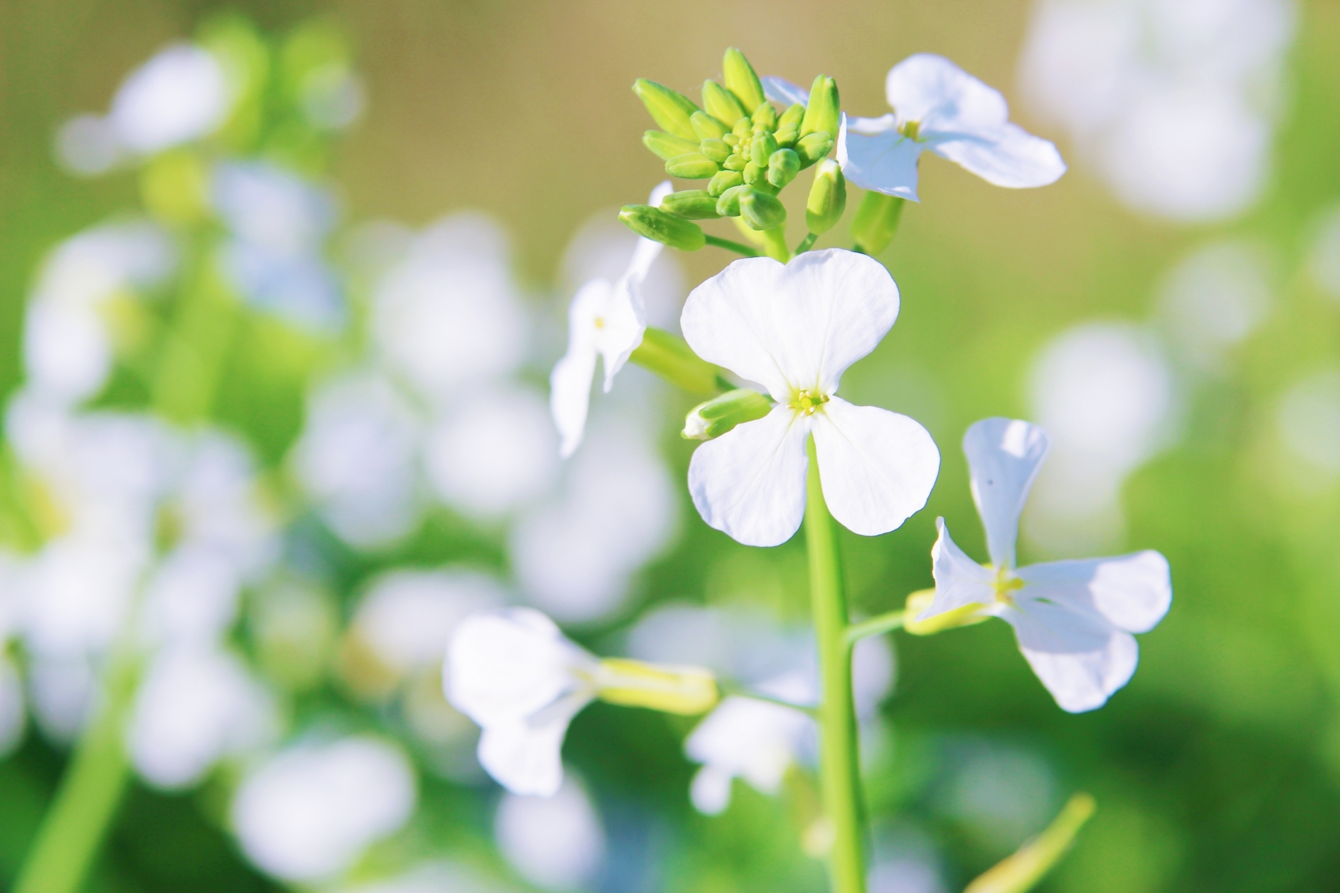 大根の花とは?その特徴や花言葉・開花時期をご紹介!食べられる?のイメージ