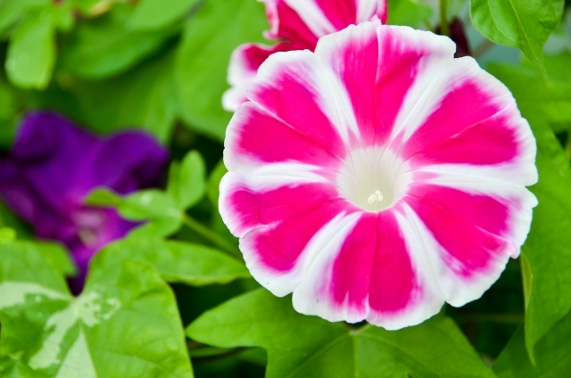 プランターで朝顔を上手に育てるには?種まきのコツや支柱の立て方を解説!のイメージ