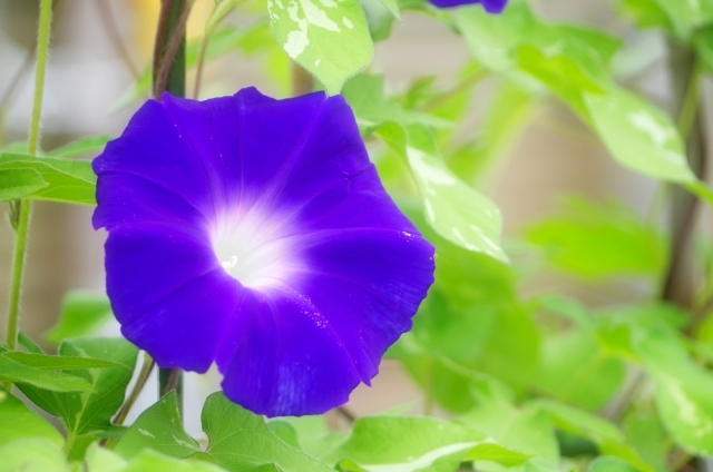 アサガオの開花時期や見頃の季節は?色や種類によって時期は異なるの?