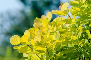 摘芯とは？園芸での意味・方法を簡潔に解説！切り戻しや剪定との違いは？