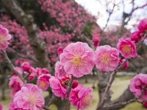 梅の開花時期や見頃の季節はいつ？開花の地域差や人気スポットまで解説！