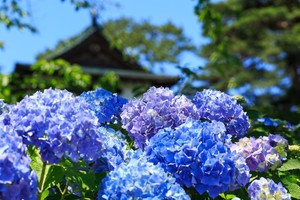 梅雨の花3選！特徴と花言葉は？雨風に強い花・弱い花も併せてご紹介！