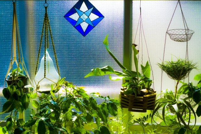 エアプランツの飾り方講座!部屋のおしゃれなインテリアにもなるやり方を紹介!