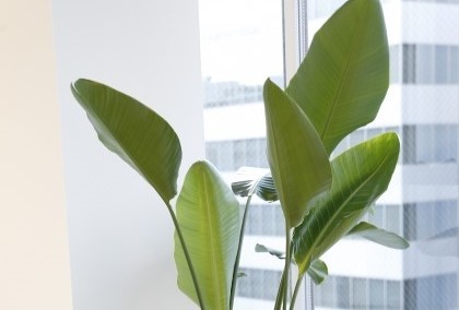 オーガスタの育て方とは?増やし方や剪定方法を解説!葉が枯れる原因はなに?のイメージ