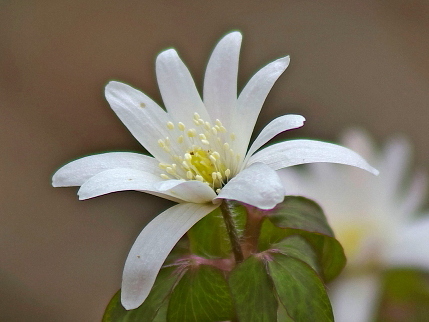 アズマイチゲとは？春の草花といわれる野草の特徴や育て方をご紹介！