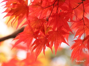 イロハカエデとは？美しく紅葉する落葉樹の特徴を紹介！自宅で育てられる？