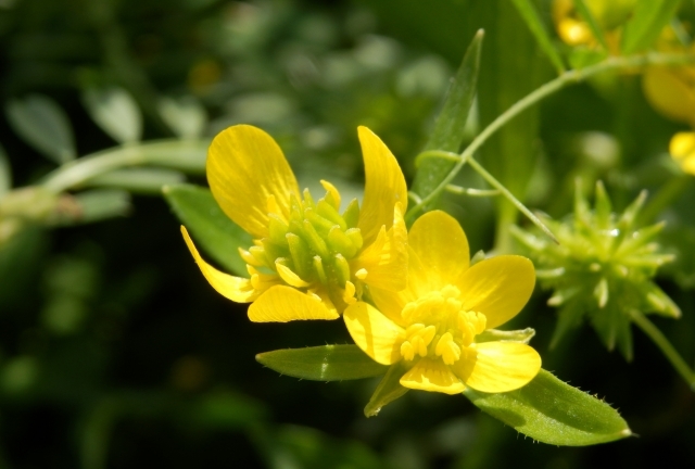 ウマノアシガタとは？馬の足形？その特徴や名前の由来・花言葉をご紹介！