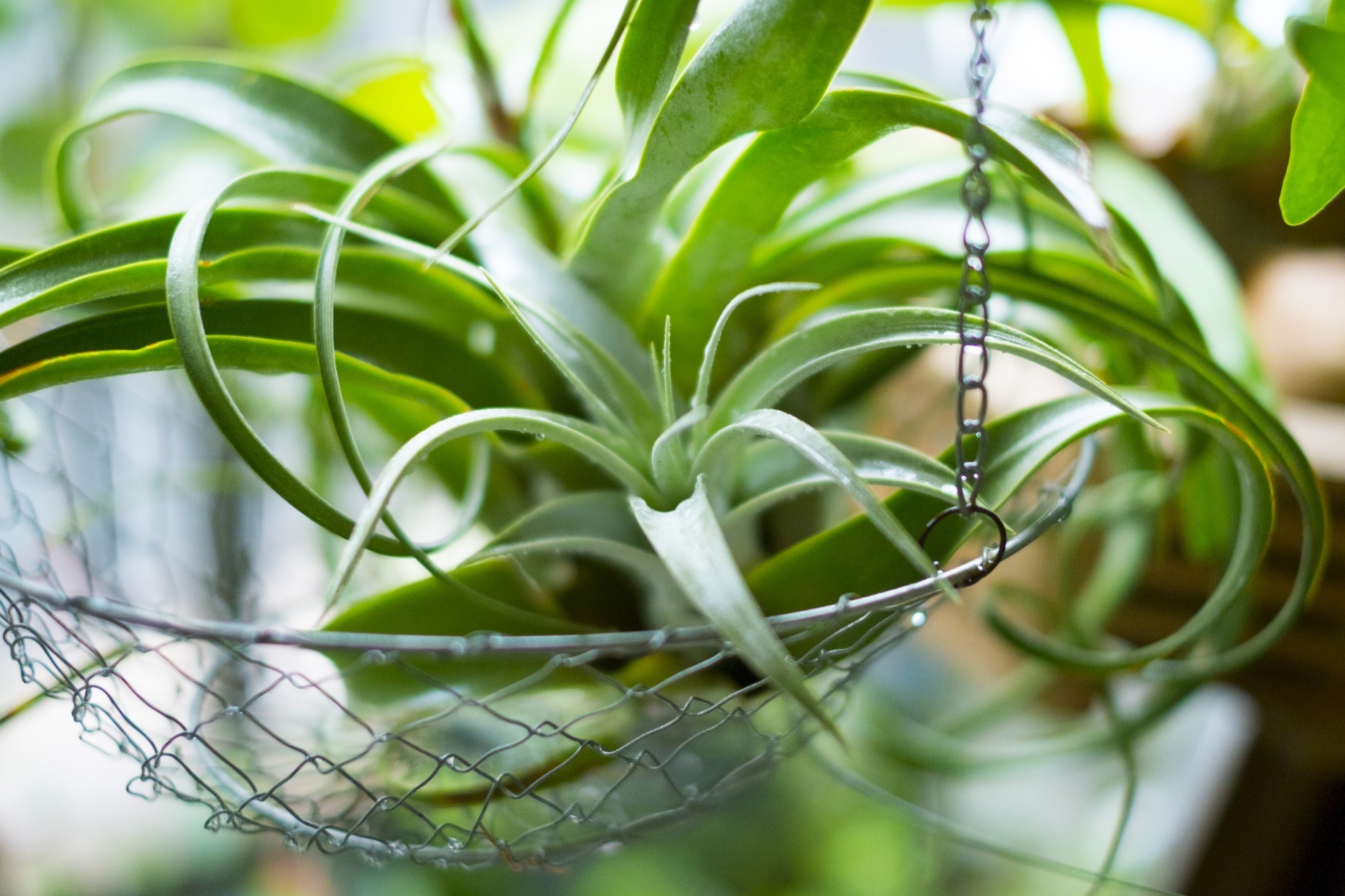 エアプランツ（チランジア）とは？その概要と人気の大型品種を3種紹介！