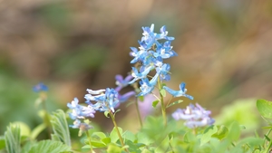 エゾエンゴサクとは？北海道に咲く花の特徴や育て方を紹介！食べられる？